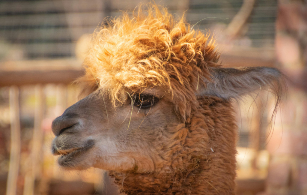 llama-with-funny-hair